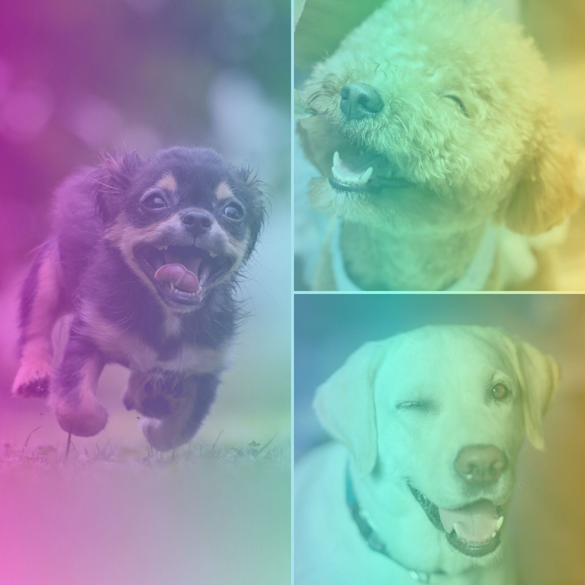 Album cover of Music for Soothing Doggies - No Drums Jazz