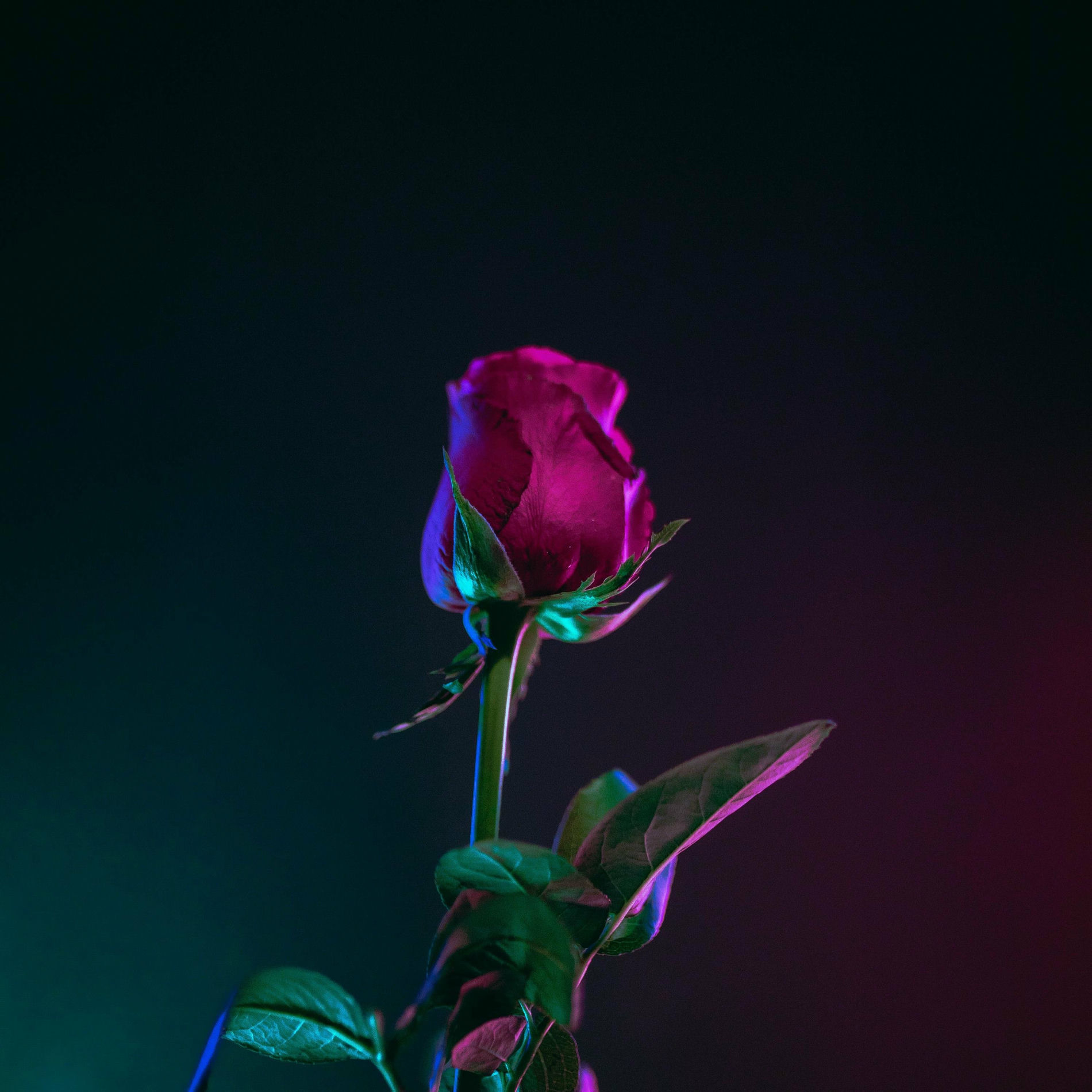 Album cover of Careless