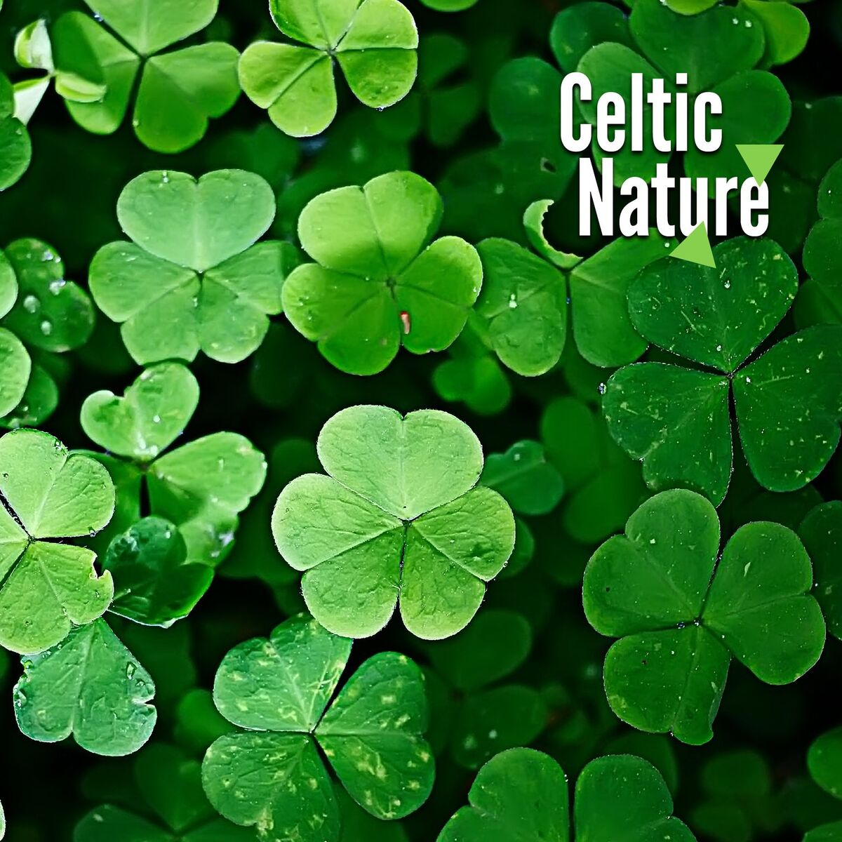 Album cover of Celtic Nature: Birds Singing, Forest Sounds, Pure Water Ambience