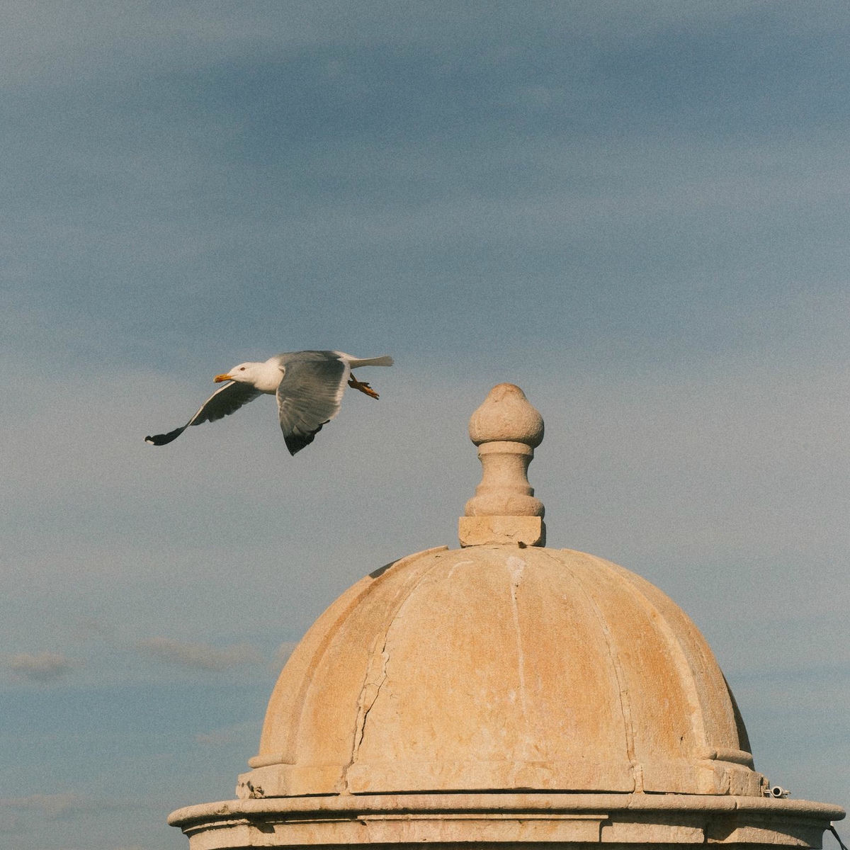 Album cover of Seagulls