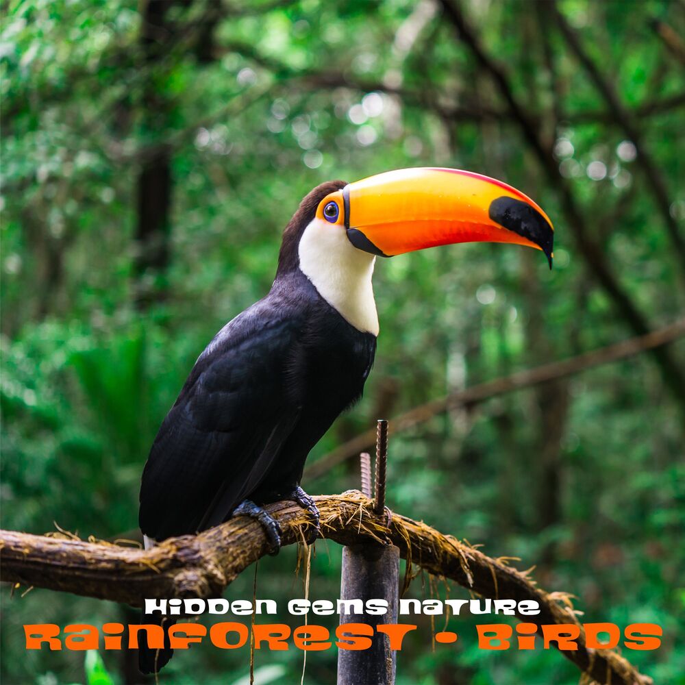 Picture of Rainforest - Birds
