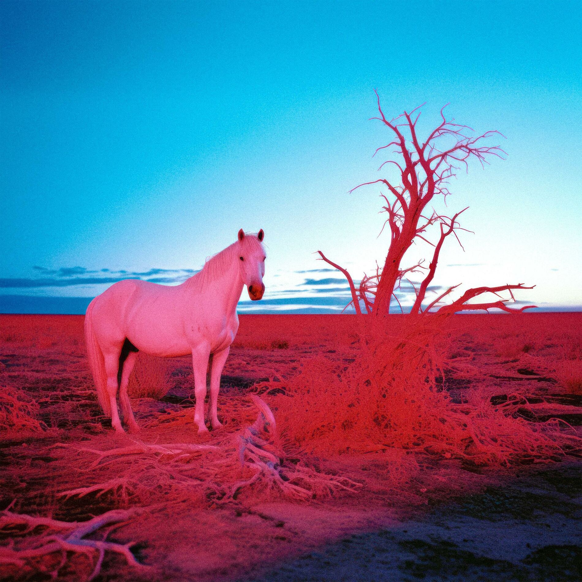 Album cover of L O W B L O W