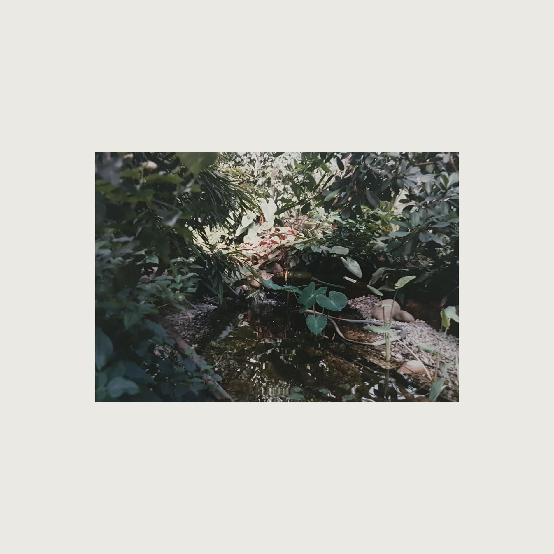 Album cover of Serene