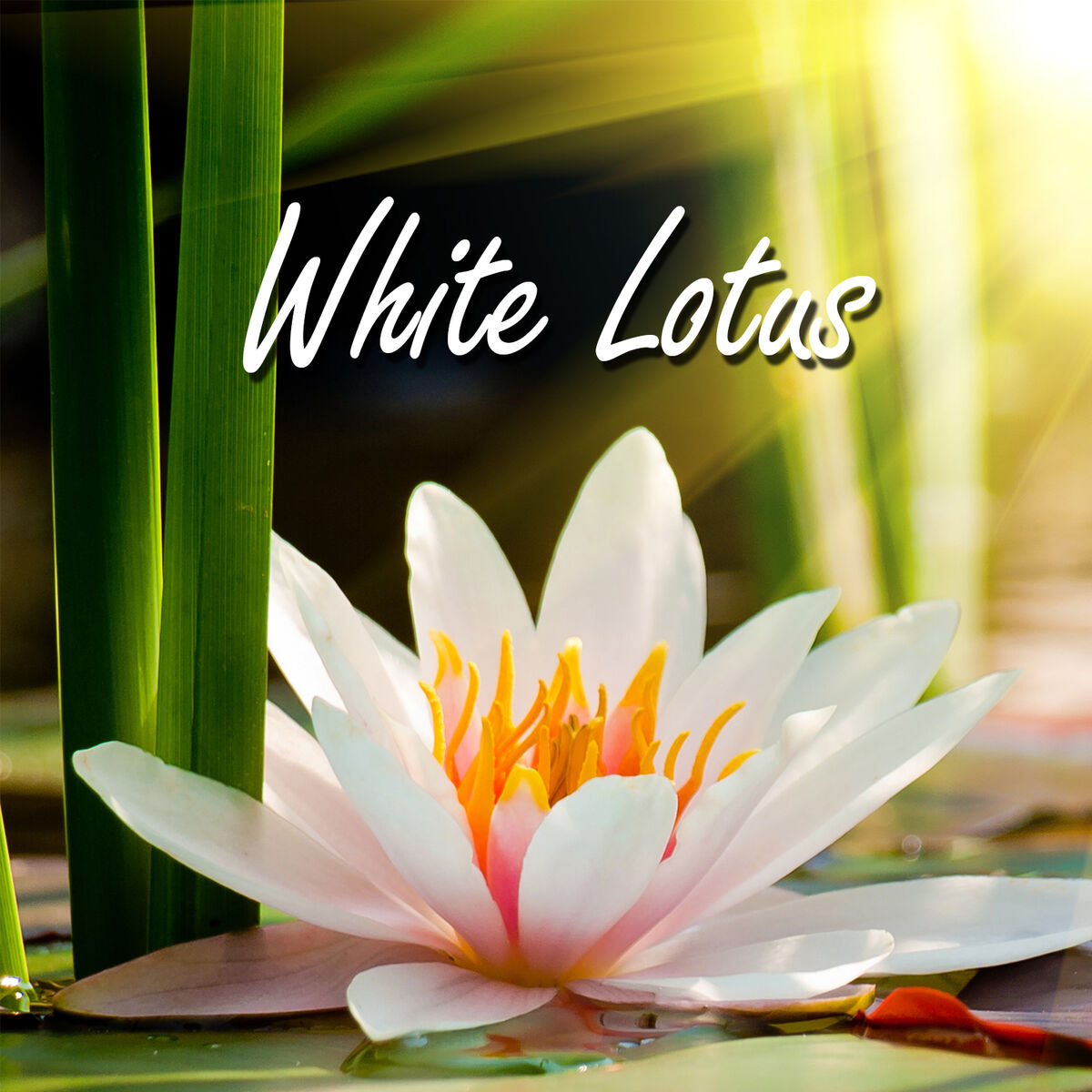 Album cover of White Lotus