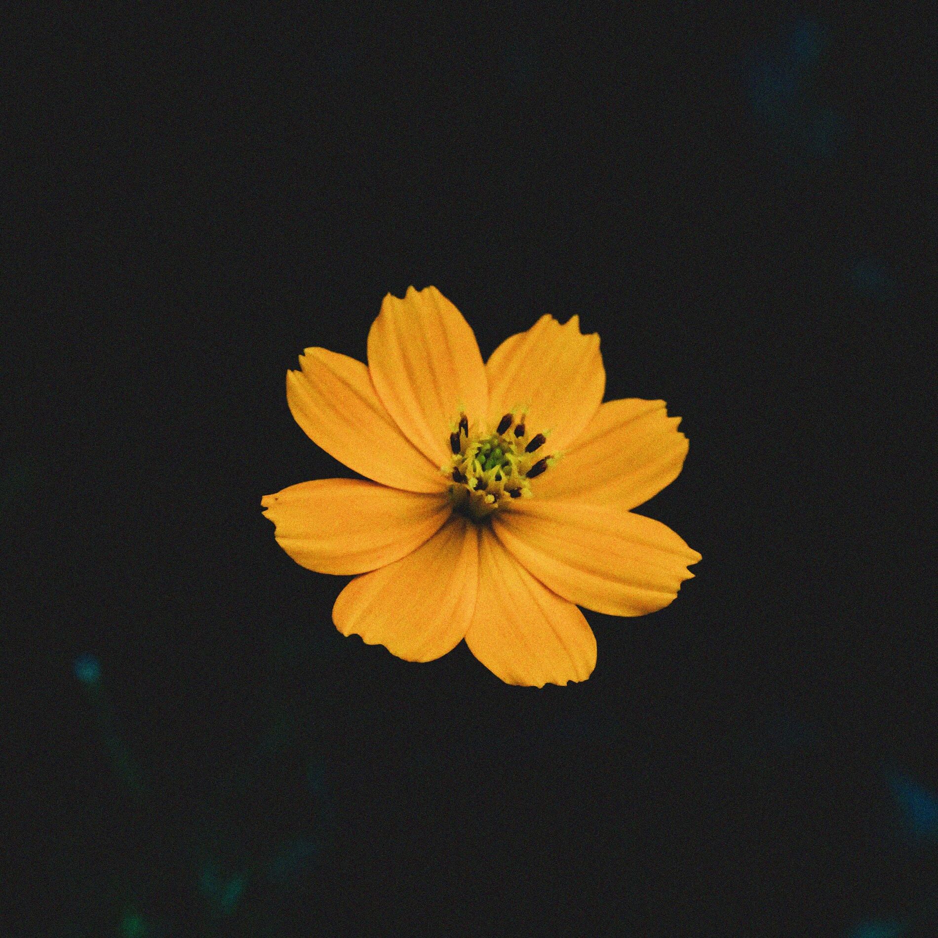 Album cover of Dreamy Garden