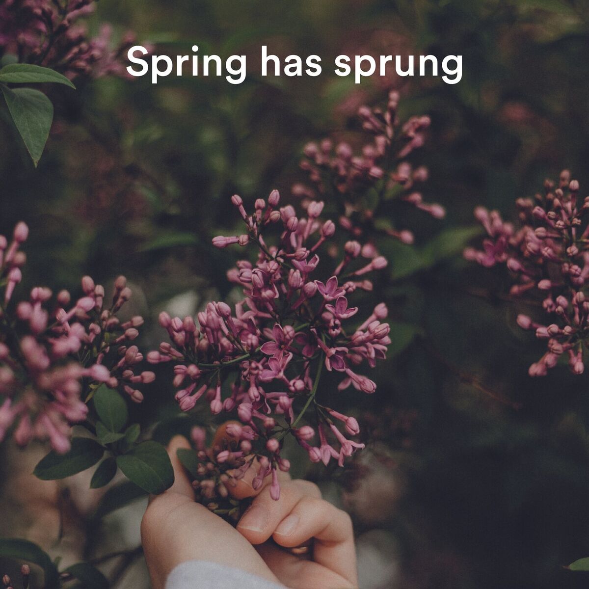 Album cover of Spring has sprung