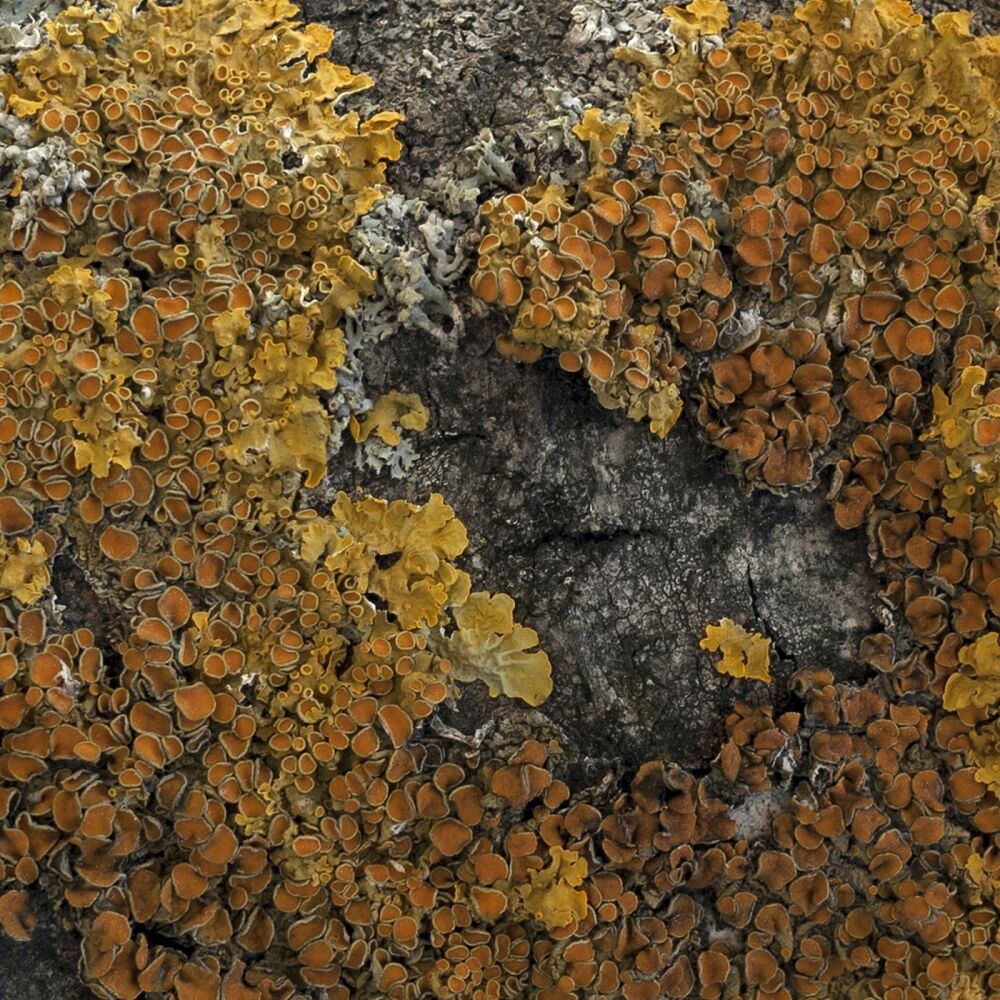 Picture of Plant Intelligence