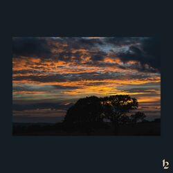 Cover of Dreamer