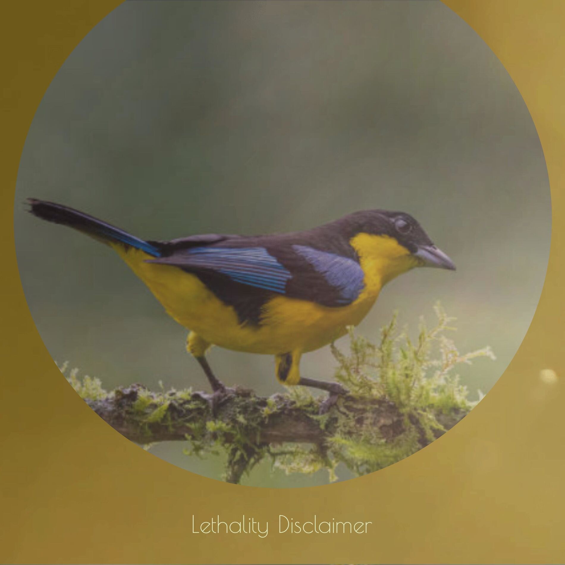 Album cover of Lethality Disclaimer