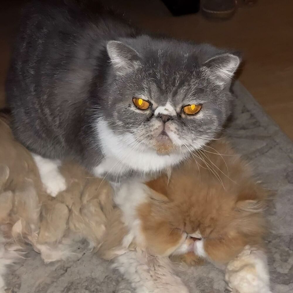 Picture of MYSHA X DIMITRI