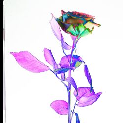 Cover of Those Who Wander
