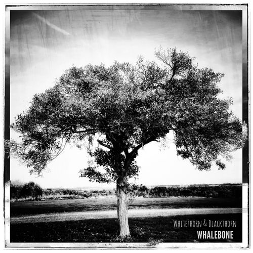 Whitethorn by Whalebone - 146 BPM