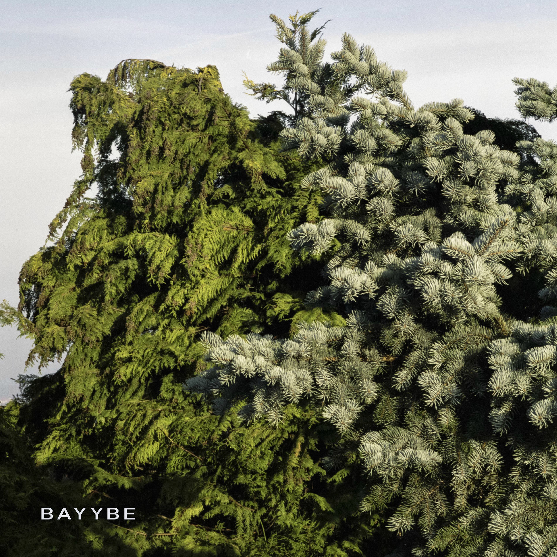 Album cover of Bayybe