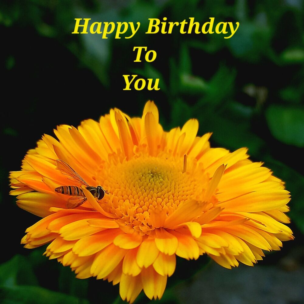 Picture of Happy Birthday To You (Freestyle)