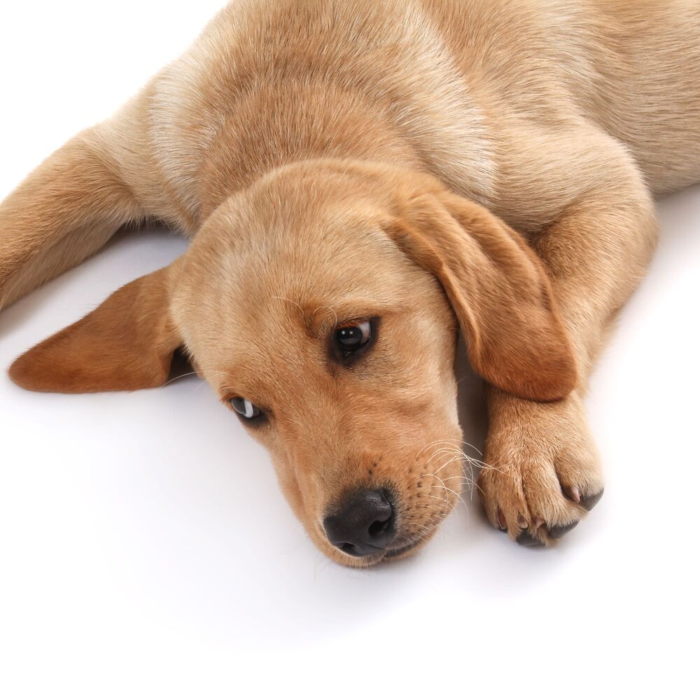 Picture of Fireside Canine Serenade: Piano Melodies for Calming Dogs