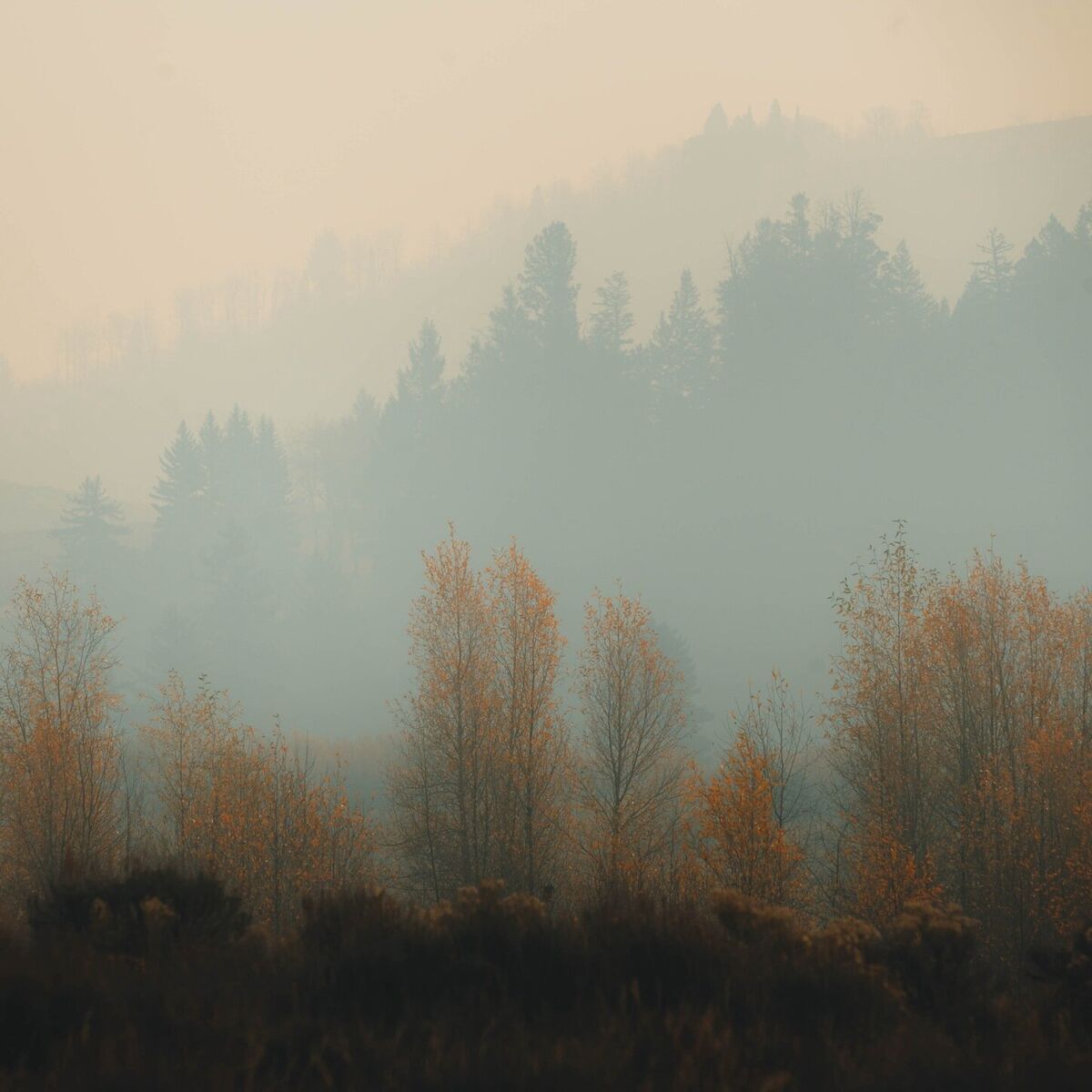 Album cover of within