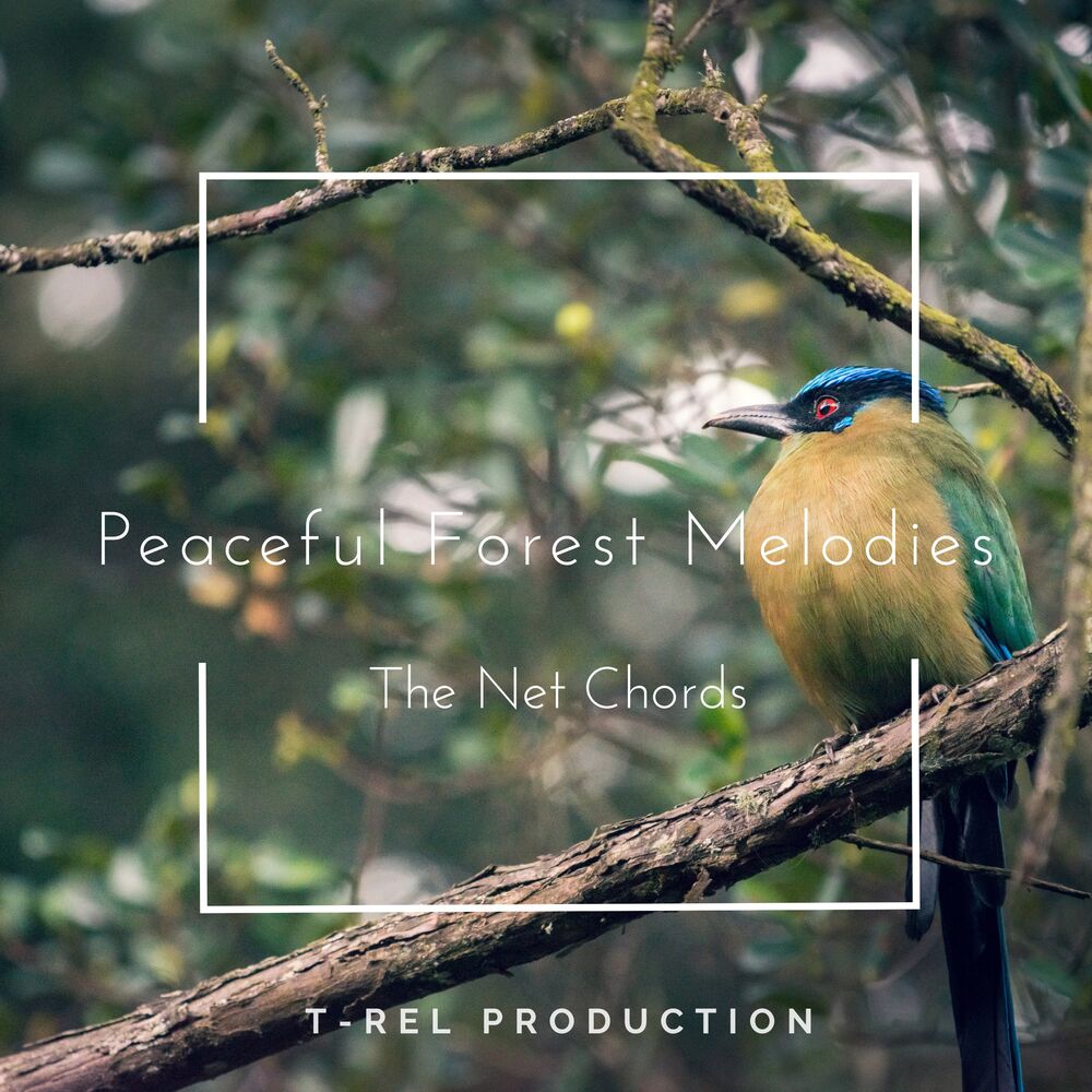 Picture of Peaceful Forest Melodies
