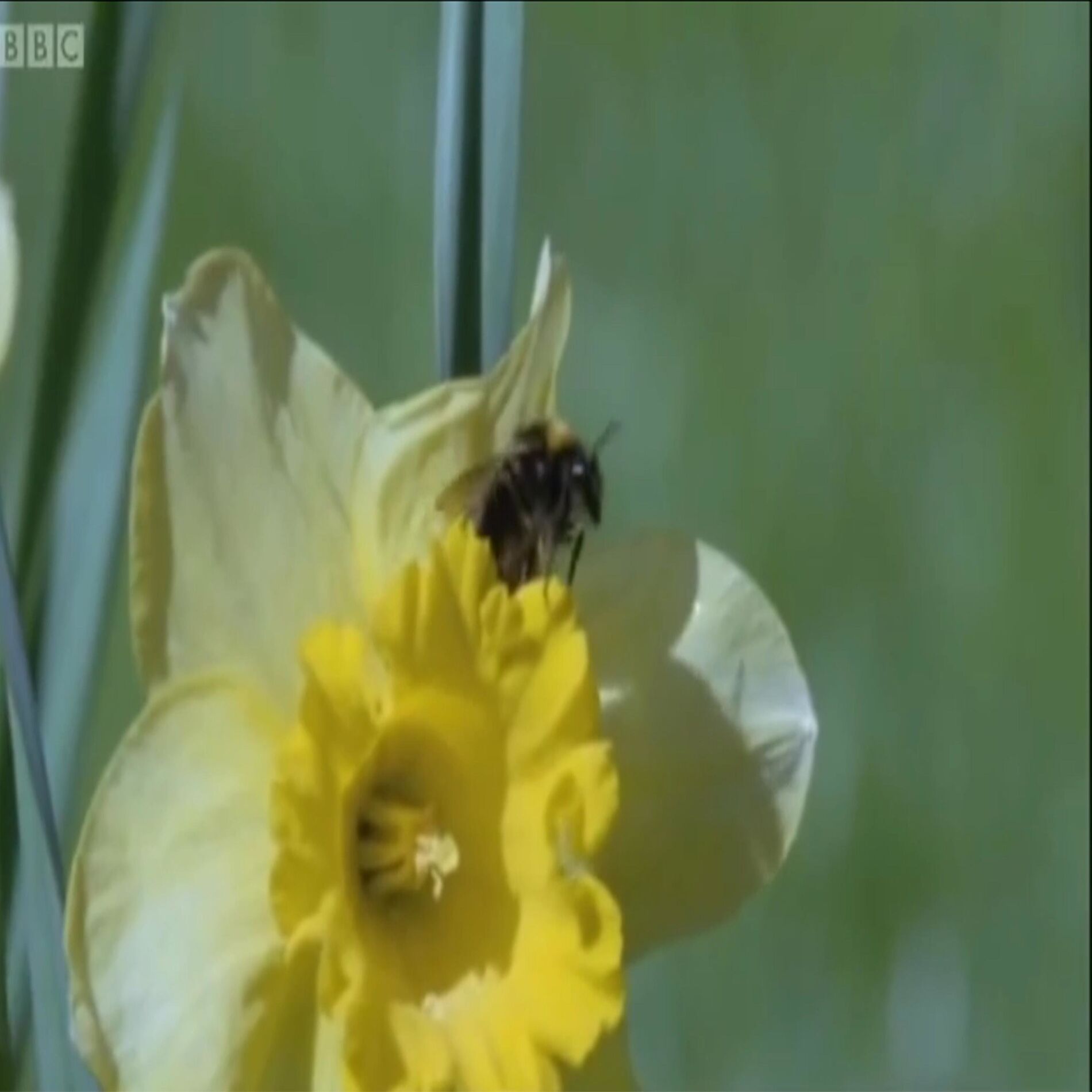 Album cover of Bee