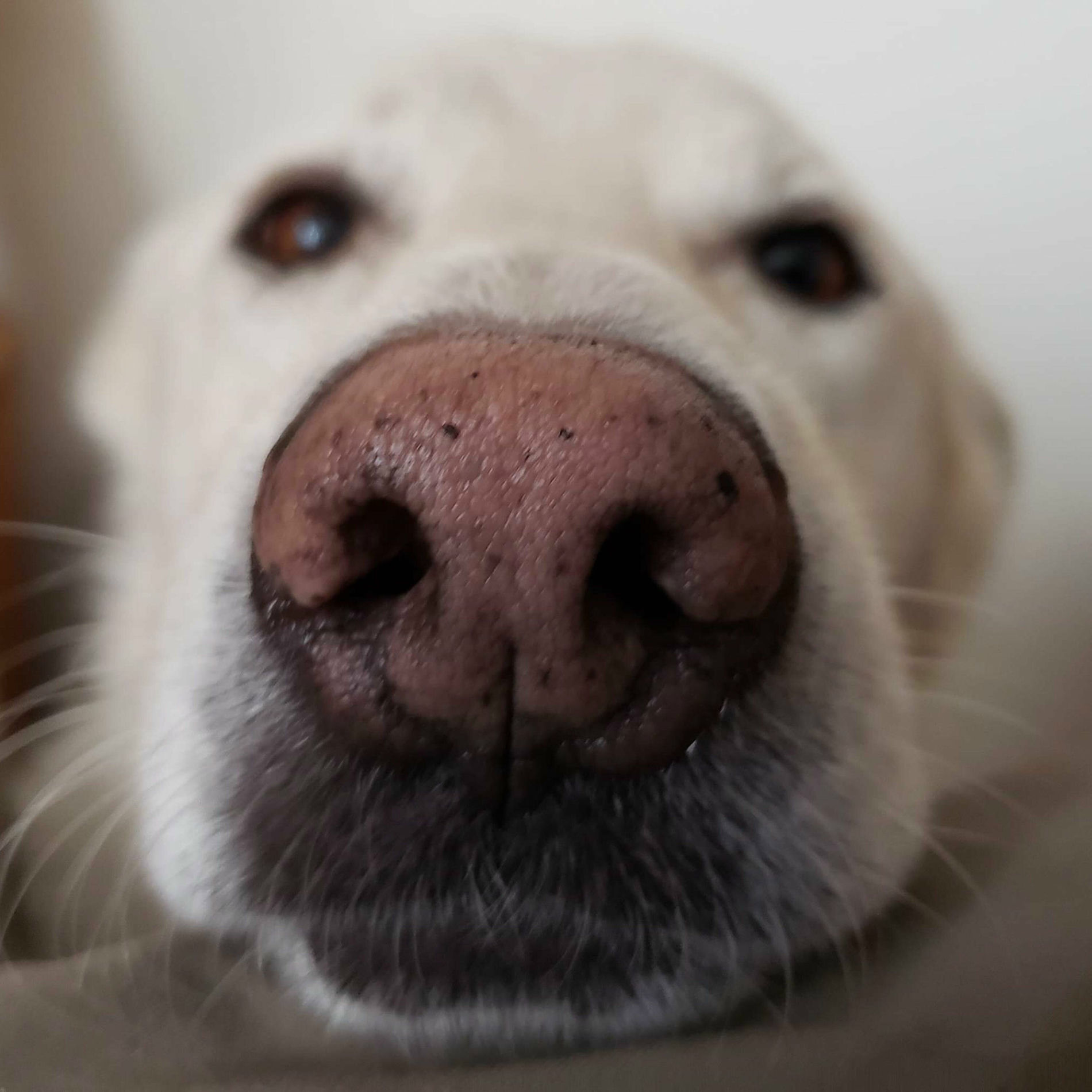 Album cover of Always love you (like a good ole dog)
