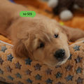 รอ SIS (TER)