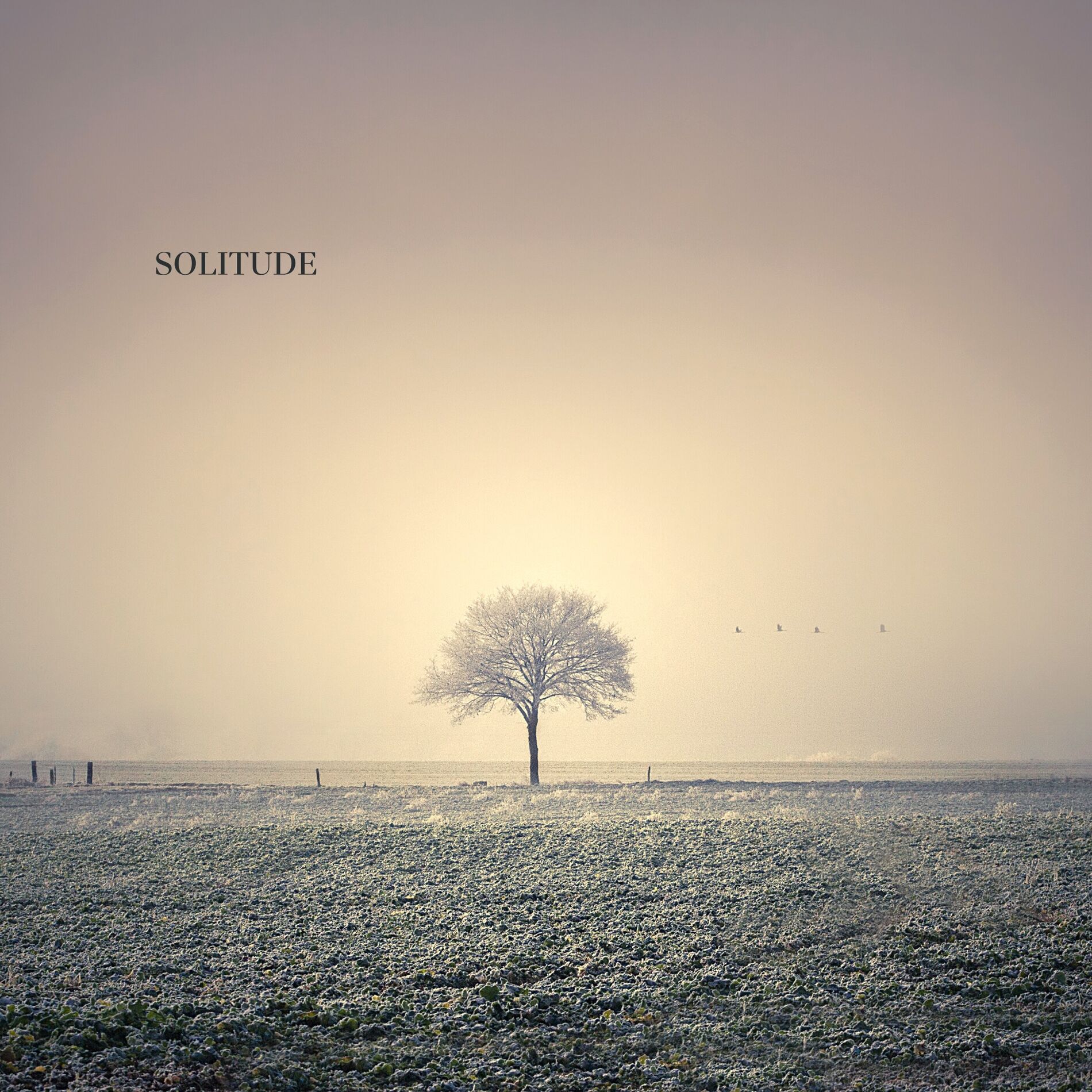 Album cover of Solitude