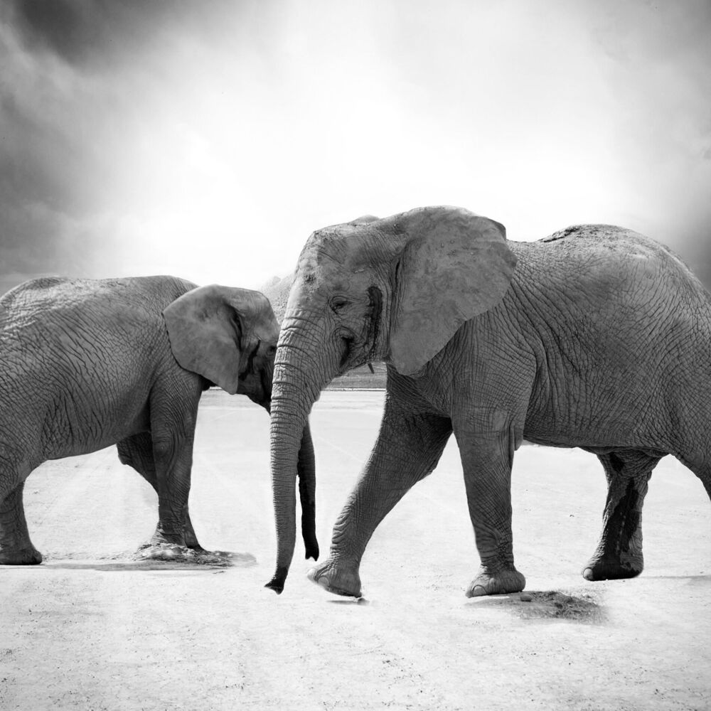 Picture of Elephant Circle