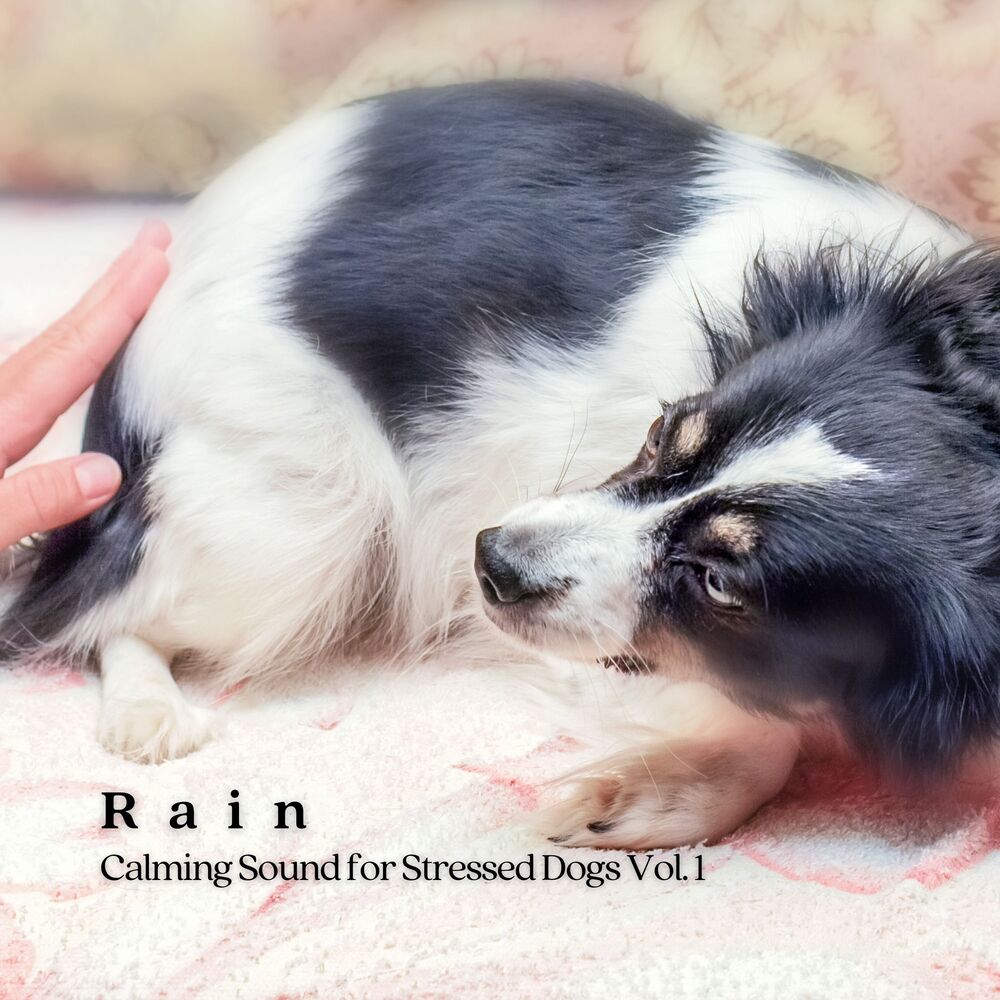 Picture of Rain: Calming Sound for Stressed Dogs Vol. 1