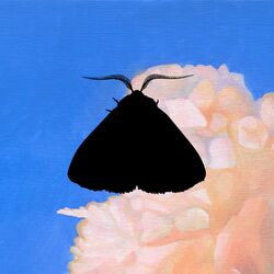 Cover of Moth to the Flame (Whatever/Whatever Remix)