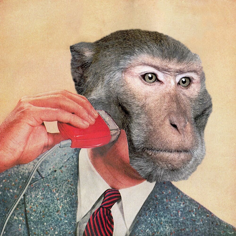 Picture of Scimmie
