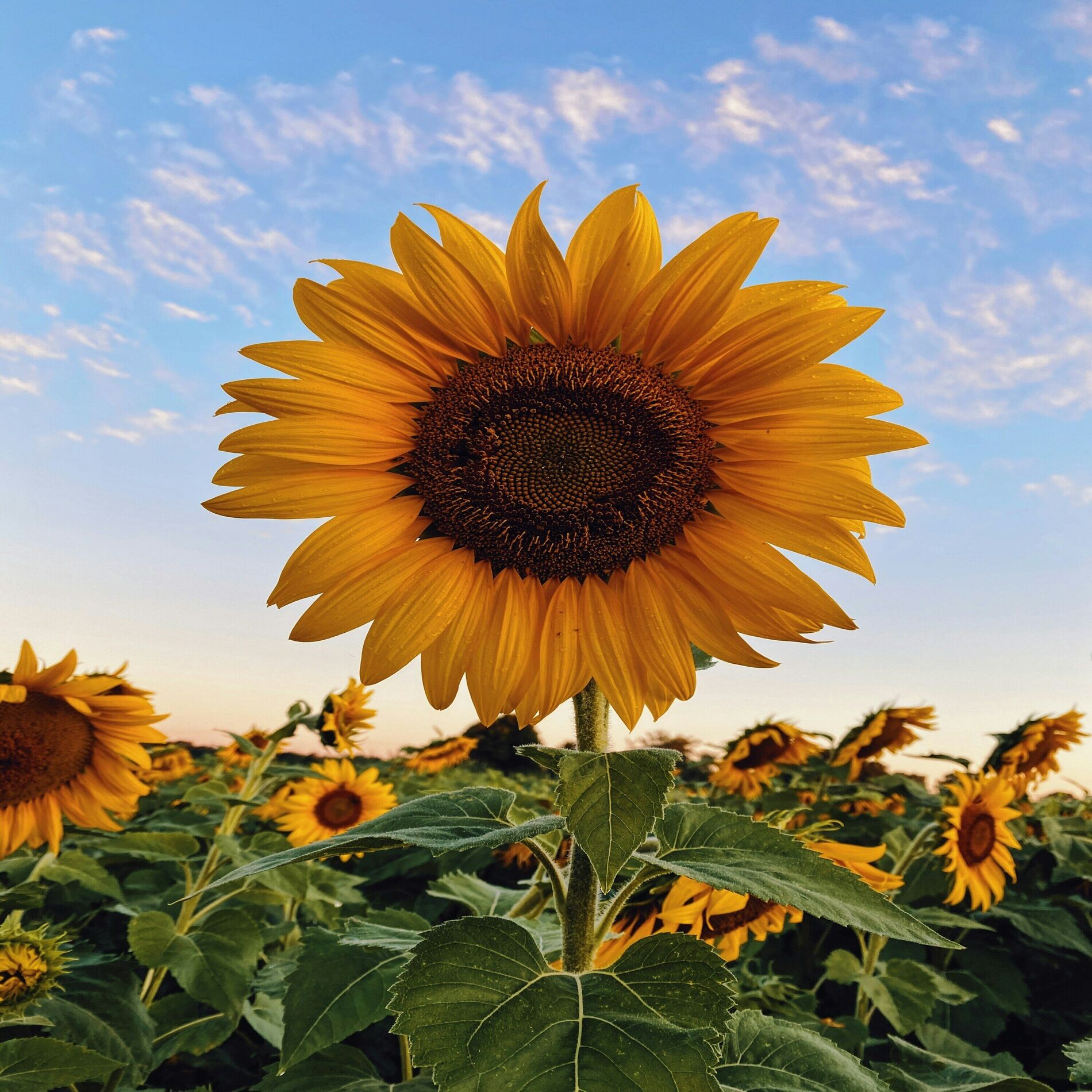OnlyWords - Sunflower (Cover) | Deezer