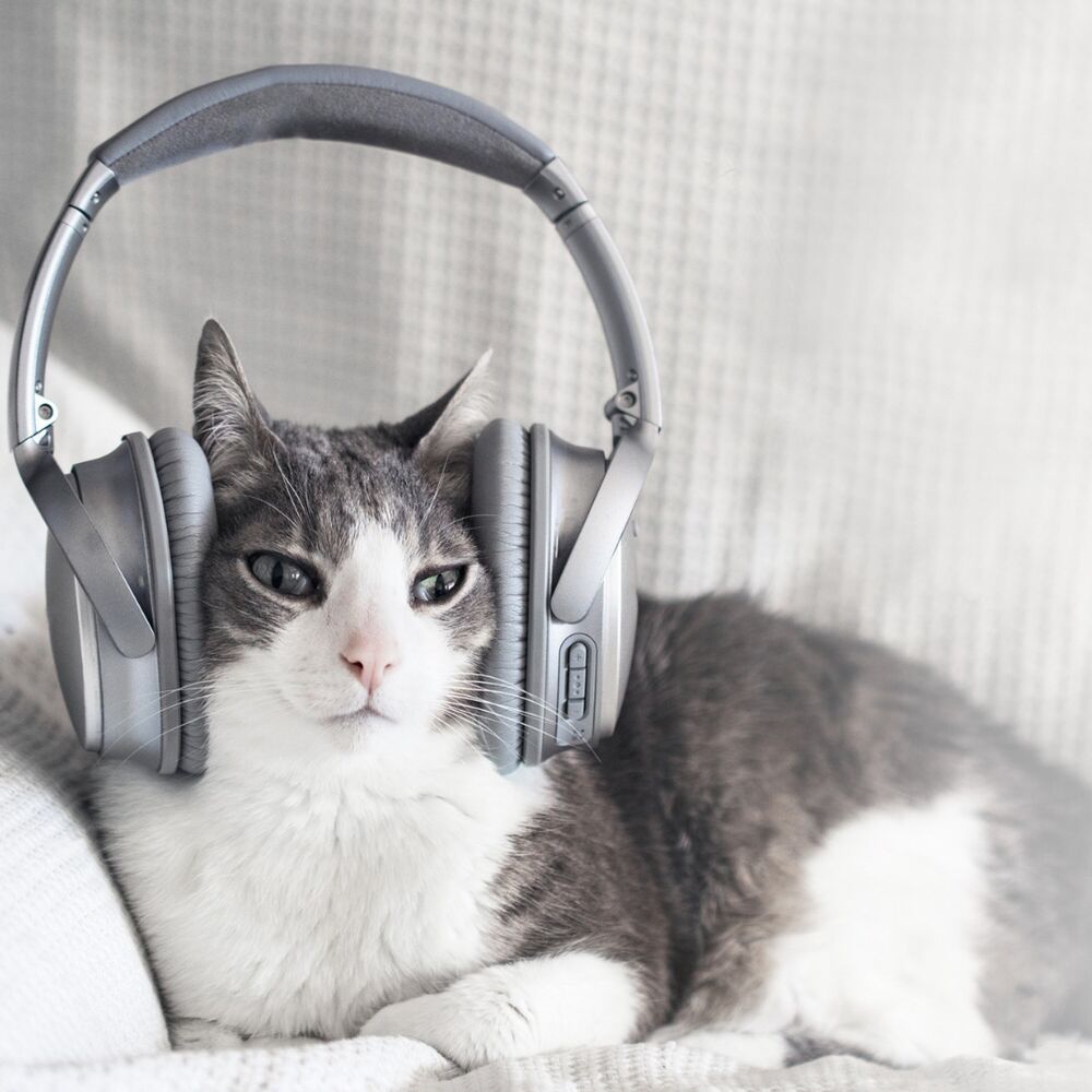 Picture of Ambient Music Bonding: Ethereal Cat Serenades