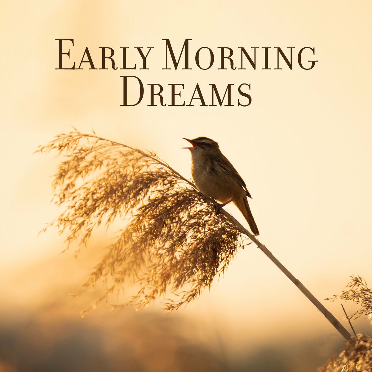 Album cover of Early Morning Dreams: Correct the Sleep Schedule, 423 Hz Manifestation of the Harmony, Love and Peace