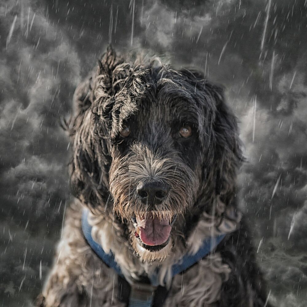Picture of Paws and Pour: Rain Music for Dogs