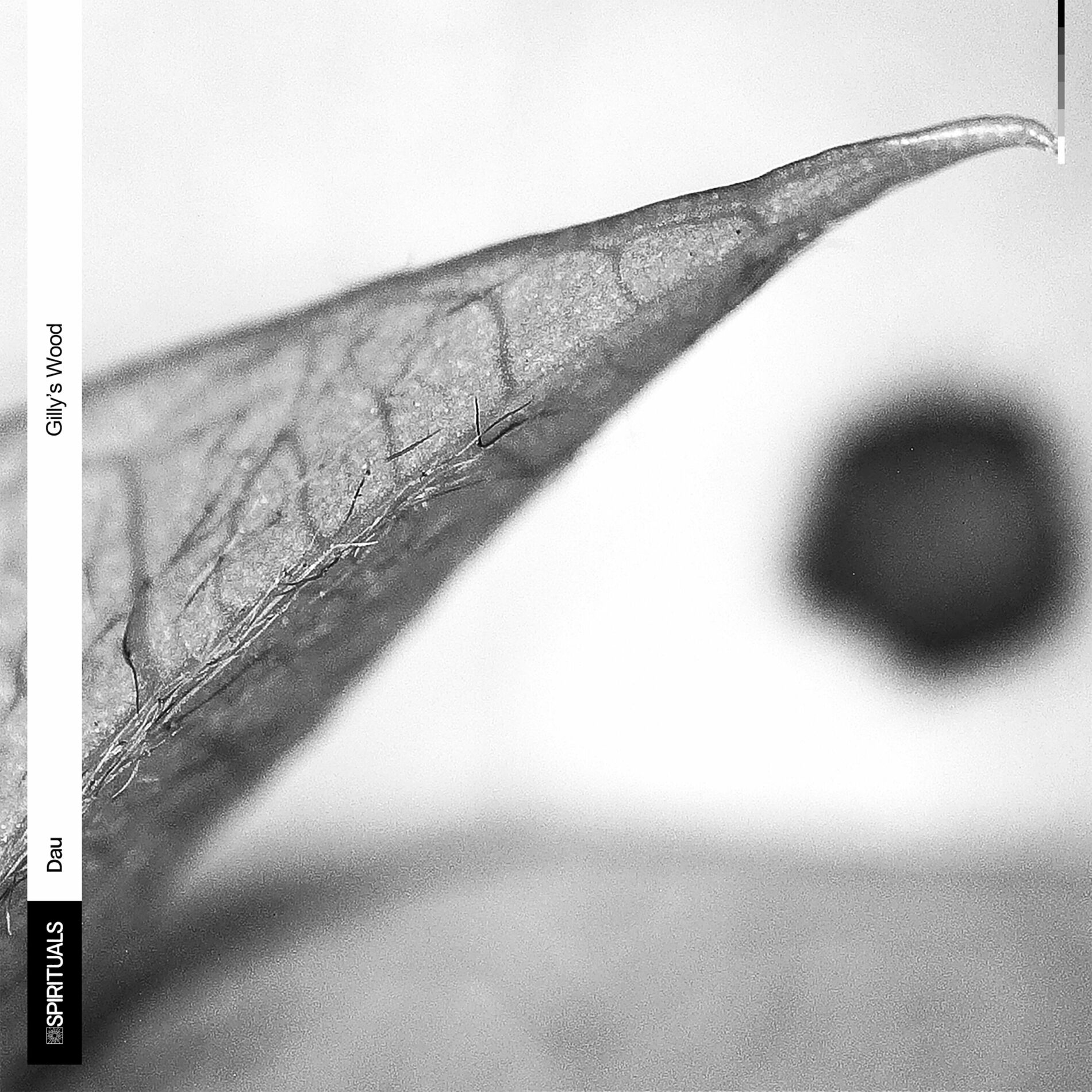 Album cover of Gilly's Wood