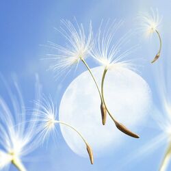 Cover of Dandelion