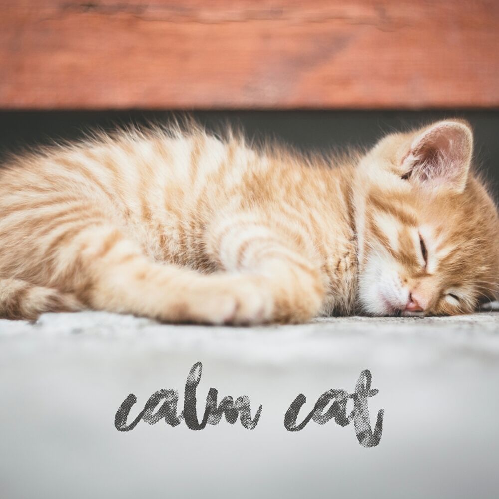 Picture of White Noise to Calm Your Cat, Alleviate Stress & Help Anxiety In Pets