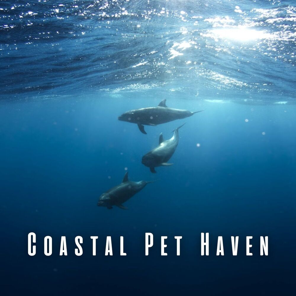 Picture of Coastal Pet Haven: Meditation and Ocean Harmony