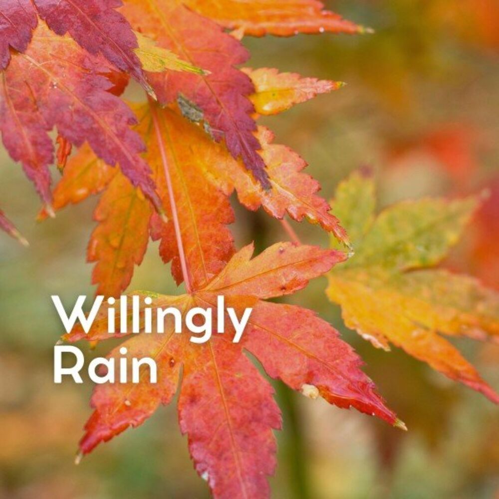 Picture of Willingly Rain