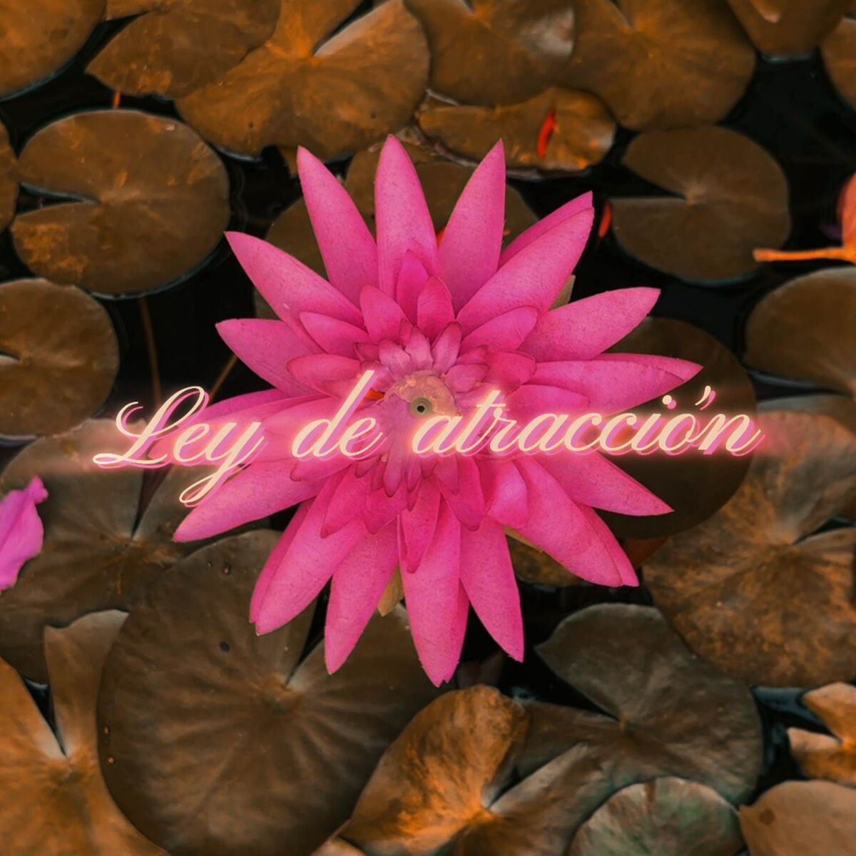Album cover of Ley de atracción