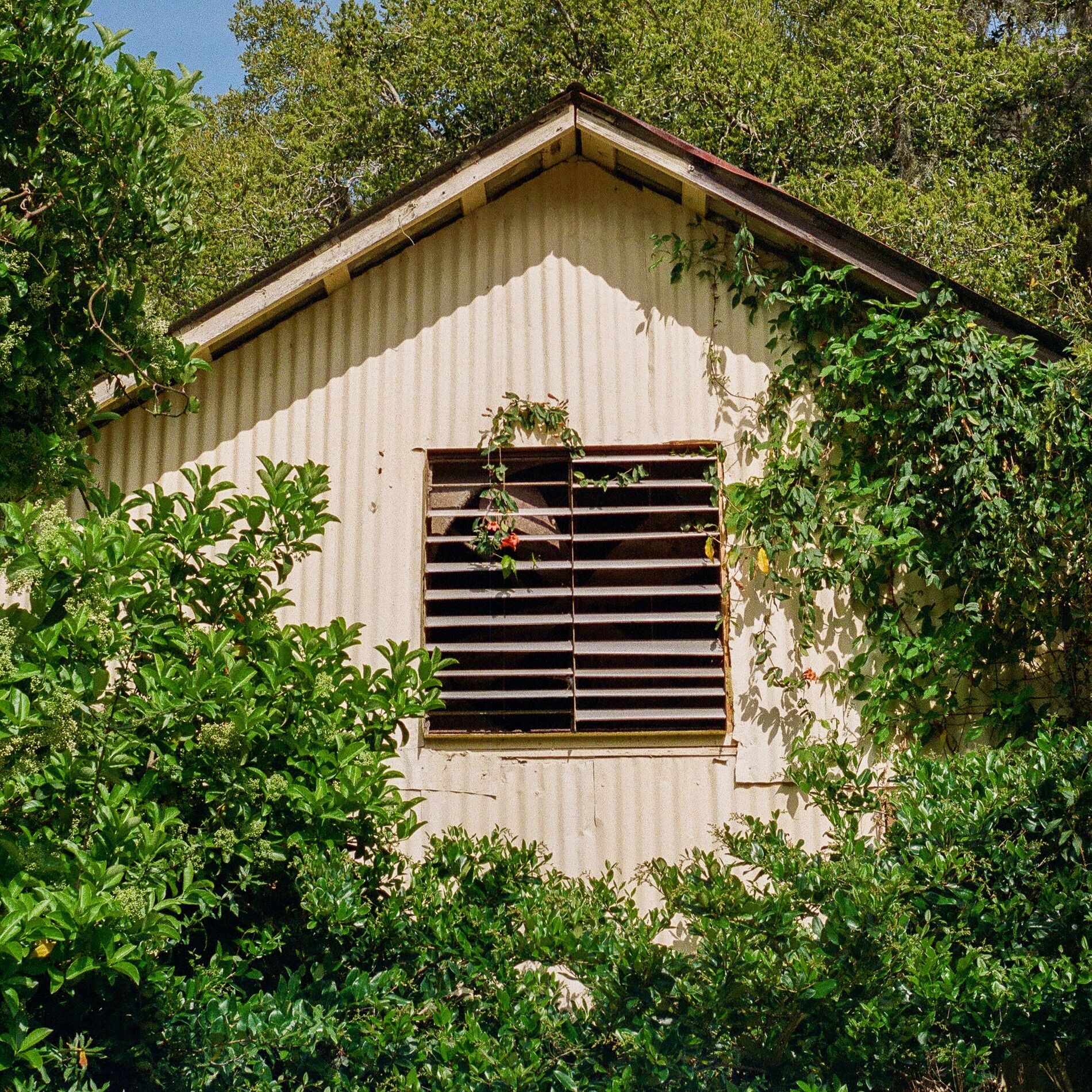 Album cover of Flora