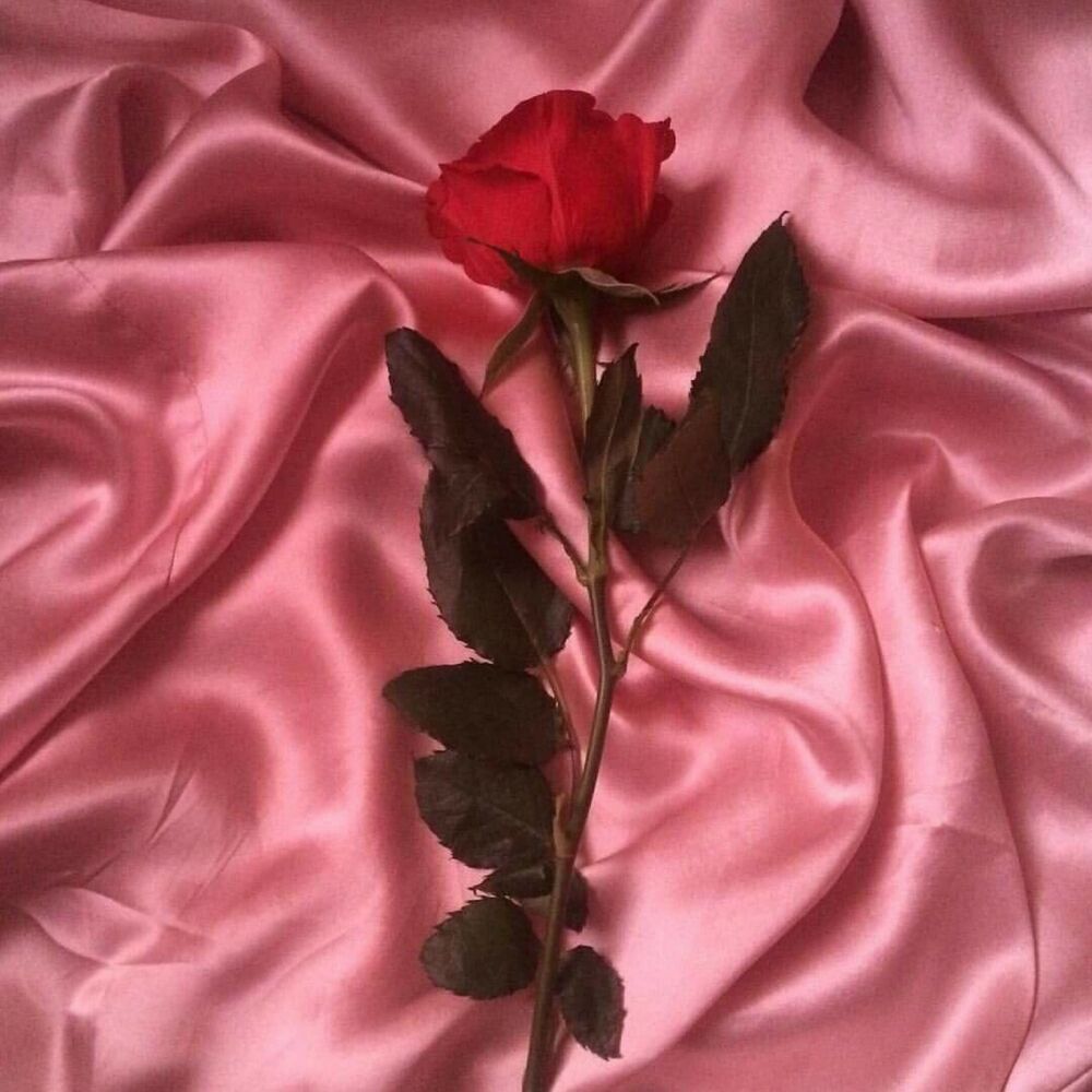 Picture of Romance