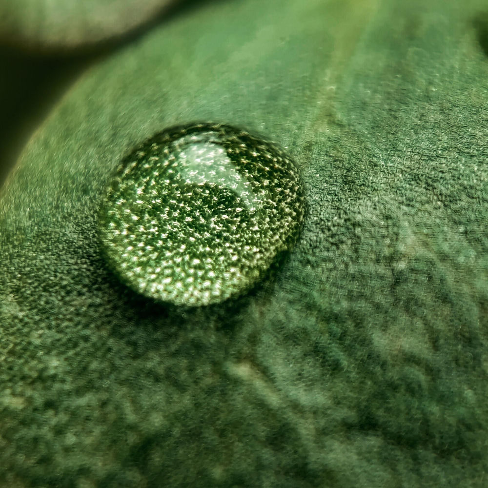 Dew Drop
