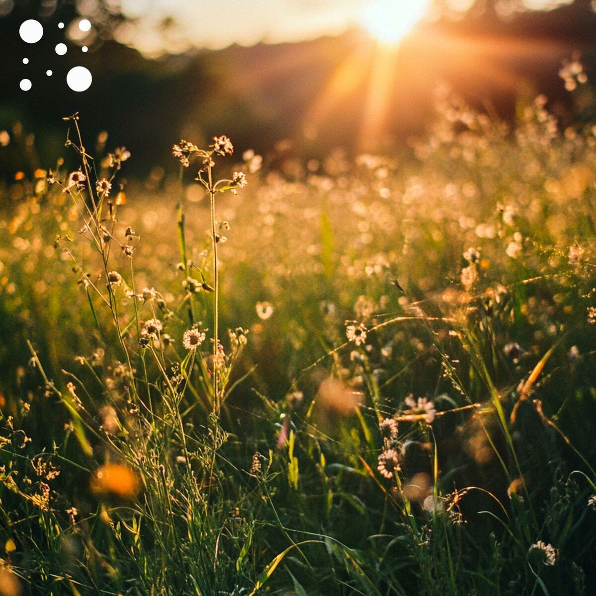 Album cover of Morning Meadow Breeze