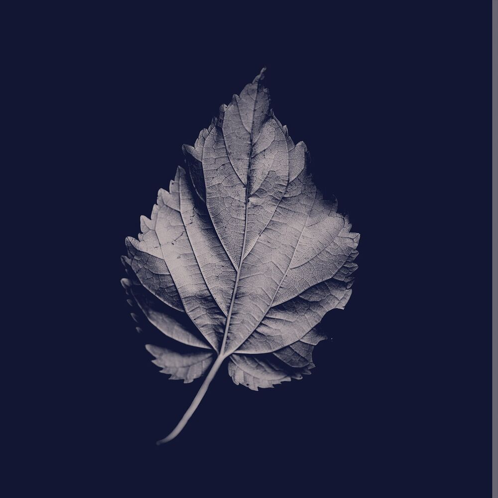 Picture of Ordinary World