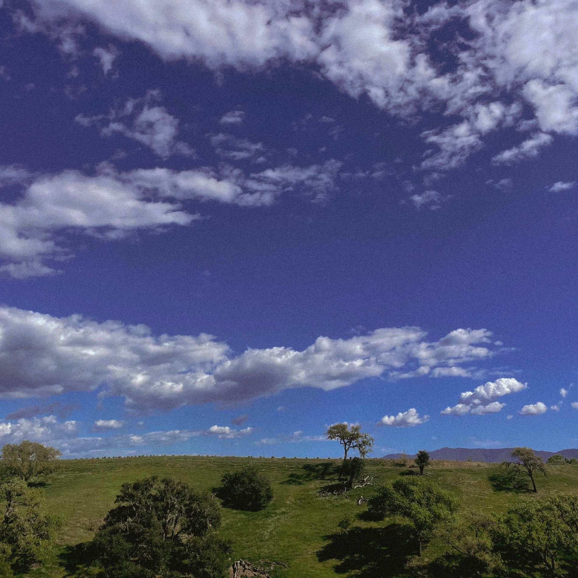 Album cover of cotton skies
