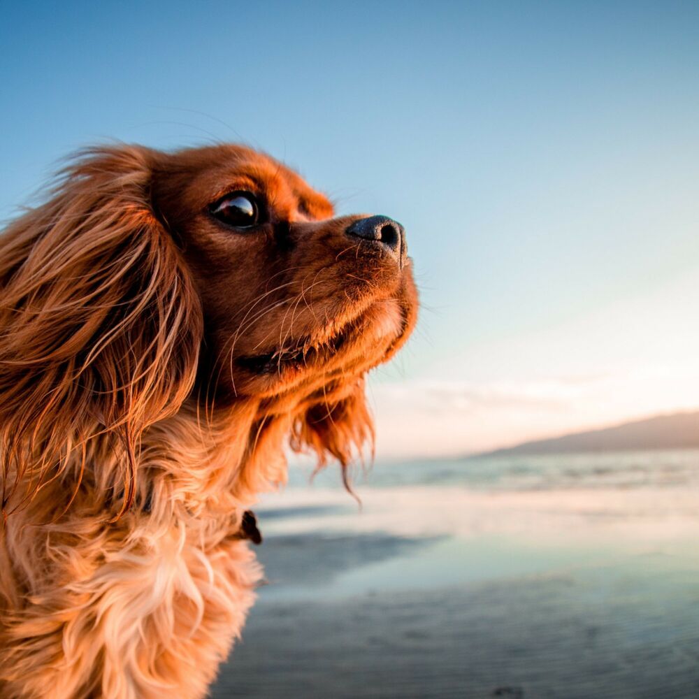 Picture of Canine Chorus by the Ocean: Music for Stress Relief
