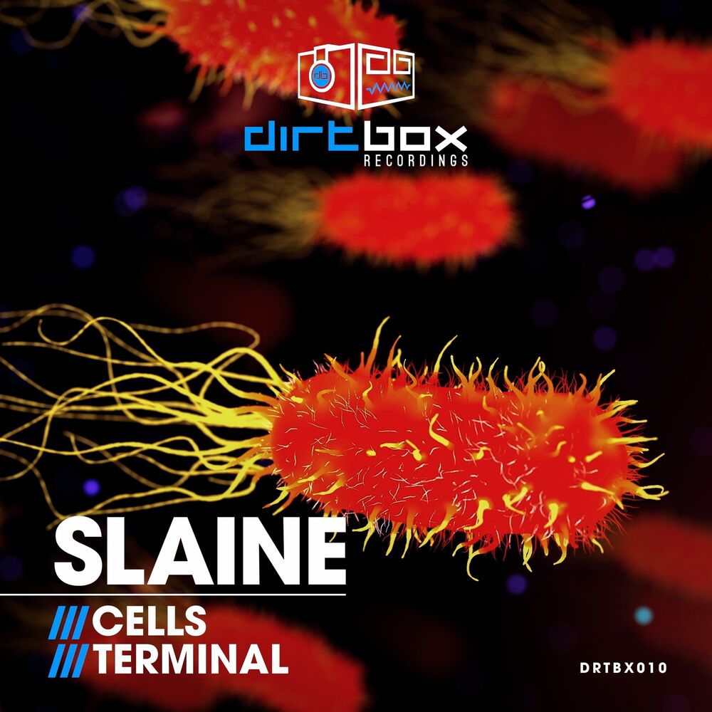 Picture of Cells / Terminal
