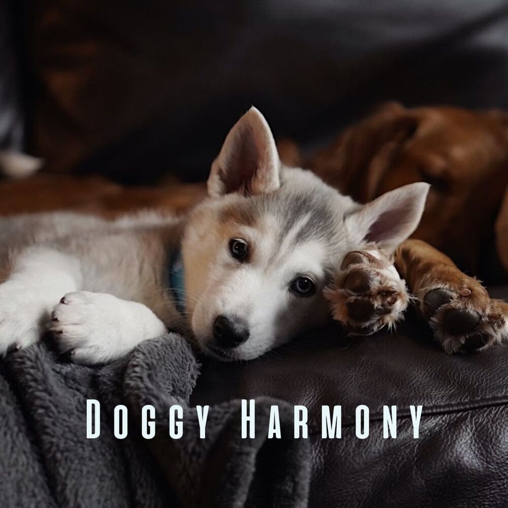 Picture of Doggy Harmony: Meditative Piano Sounds for Peaceful Pups