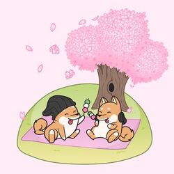 Cover of Cherry Blossoms
