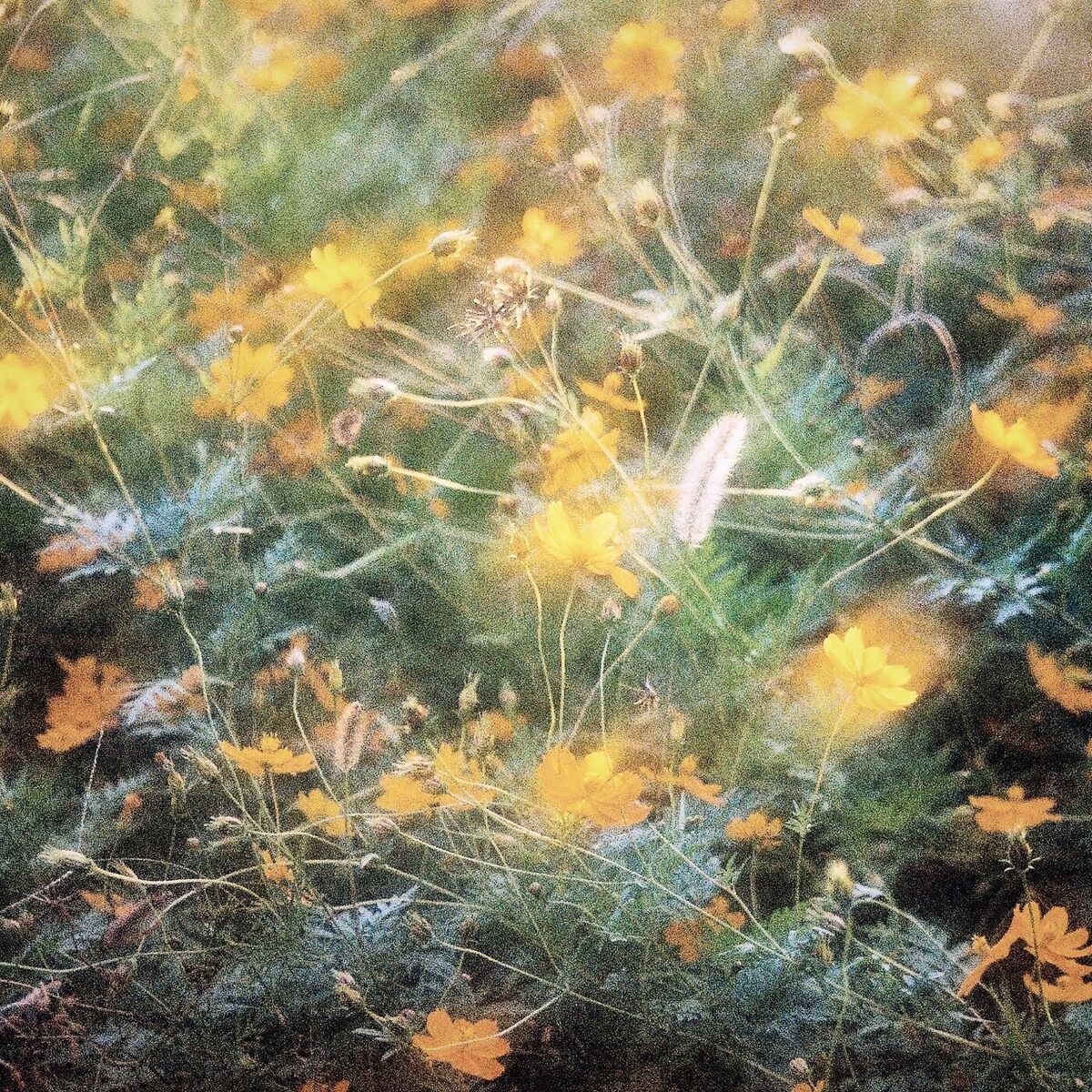 Album cover of Little Bloom / Northern Light